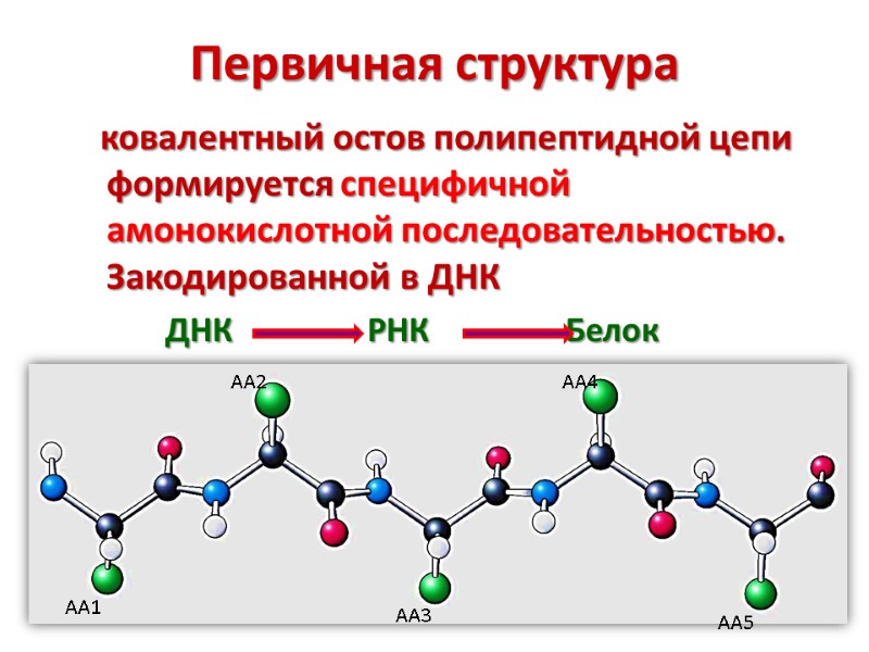 Первичная структура    ковалентный остов полипептидной цепи формируется специфичной амонокислотной последовательностью. Закодированной